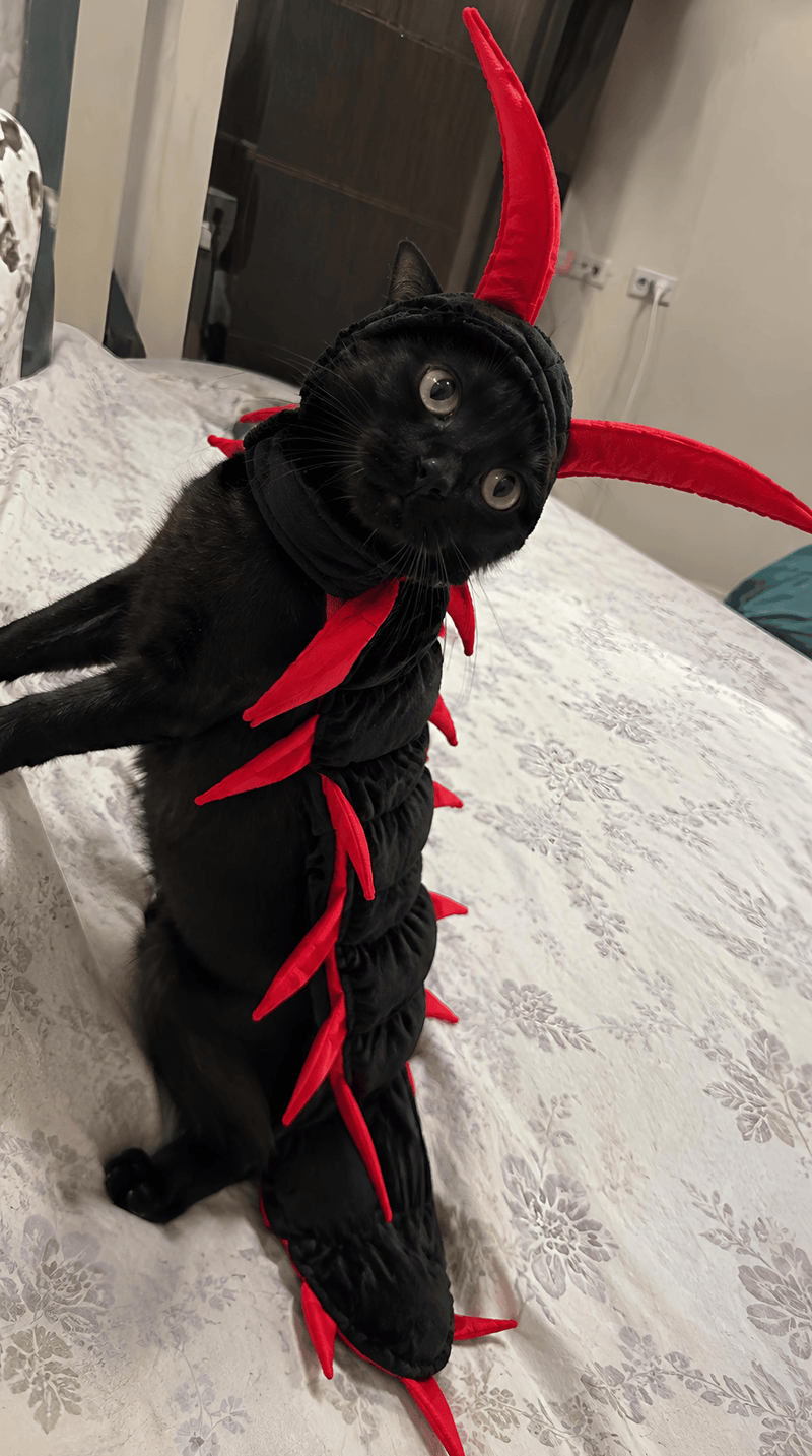 A black cat wearing a black and red cat centipede Halloween costume, sitting on a patterned white bedsheet in a bedroom.