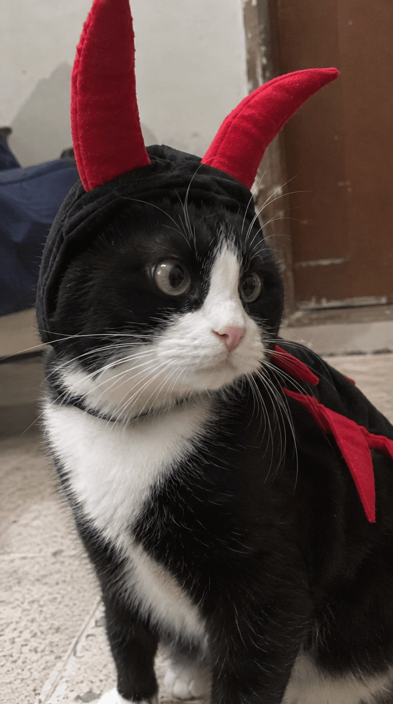 A black and white cat wearing a cat centipede halloween  COSTUME with red horns and a red cape, photographed indoors.
