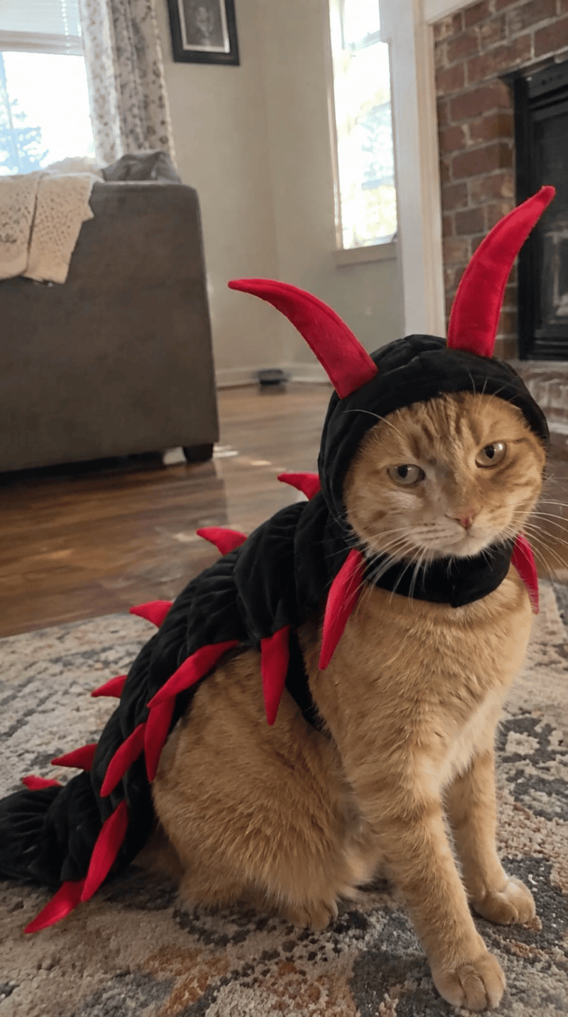 An orange tabby cat wearing a black and red cat centipede halloween costume, sitting on a patterned rug in a living room.