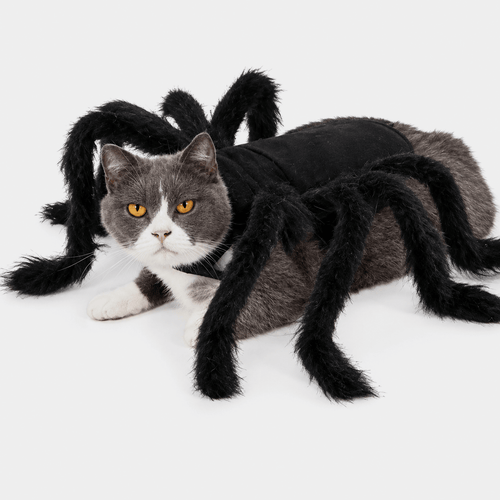 The Viral Halloween Cat Spider Costume